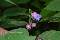 Strobilanthes lupulinus